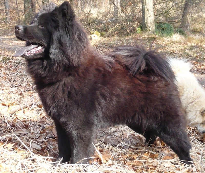 Chagaï du biel d'argent