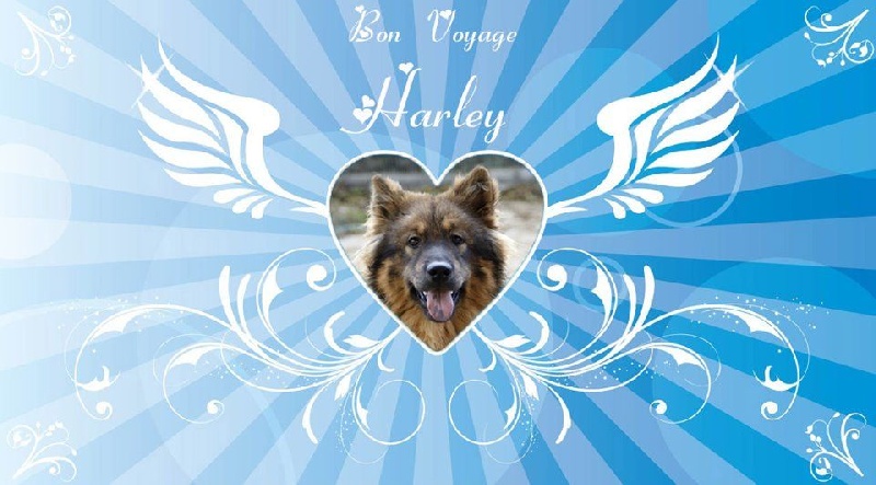 Harley du biel d'argent